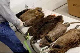 美国的状况糟糕到了什么地步？街头老鼠攻击路人，甚至同类相食图片