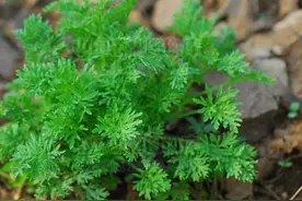 春天遇到这4菜别错过，不怕过期，一次买10斤储存，一年都不坏图片