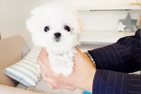 体型最小的茶杯犬，简直太可爱了，整个心都被萌化了！视频封面