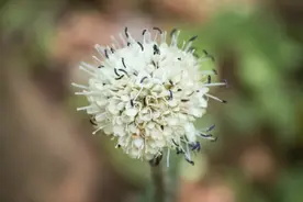 硬核整理！高清中药教材原植物彩色图谱（四期）图片