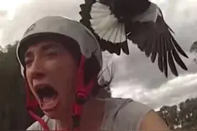 澳洲人民被鸟啄的怀疑人生，都快连门不敢出了图片