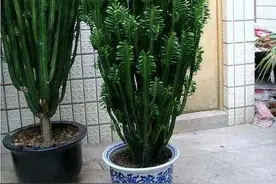 富贵大气人家都爱养的“10种花”，君子兰、虎皮兰等普通花都上榜图片
