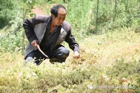 汝州市蟒川镇寺上村207亩山坡地种上铁豌豆，预计今年产值13万！图片