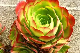 多肉植物“夏必死”？一眼看出“休眠期”，做好4点，夏天0损伤图片