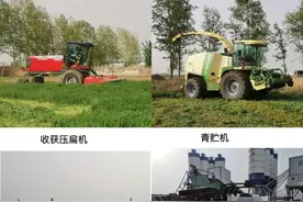 这种牧草，奶牛离不了！青岛苜蓿全产业链条现雏形，产业规模可达上亿元图片