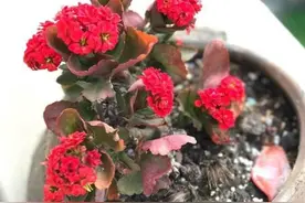 养花浇花：选雨雪水、自来水差别在哪里？掌握"这些"多受益图片