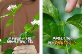 茉莉花后这样剪，很快就能再爆花，全年能开5、6次图片