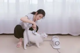 打造居家精致小猫咪，毛妈妈帮你图片
