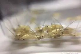 小蟋蟀孵出来了图片