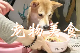 柯基当迎宾，这家西安的餐厅居然专门给宠物做美食视频封面