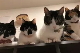 主人熬夜睡过头了，忘记给猫咪喂食，睁开眼后却只想继续装睡了图片