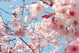 邯郸这些花海，目测要刷爆朋友圈——樱花图片
