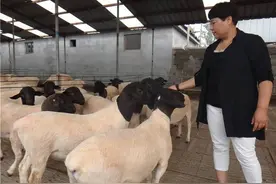 老话说：十个养羊九个亏养羊怕“3换”你要知道当地适合什么品种图片