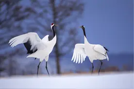 鸟类音乐家为什么能发出宛转多变的叫声图片