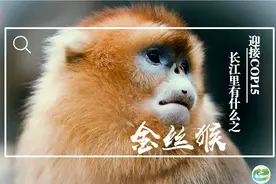 迎接COP15，保护生物多样性丨长江里有什么之“猴中美人”金丝猴图片