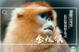 迎接COP15，保护生物多样性丨长江里有什么之“猴中美人”金丝猴图片