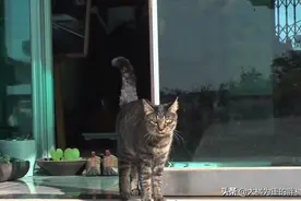 流浪猫与僧侣同住2年，天天吃素食听诵经，闻到肉味的反应太搞笑图片