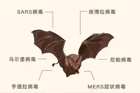 蝙蝠为什么那么“毒”？科学家：可能是为了飞行做出的牺牲图片