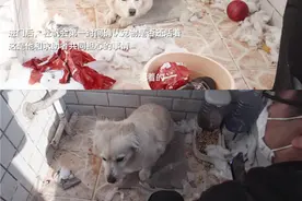封城后小动物们怎么办？《关·爱》聚焦武汉城中的宠物救援故事图片