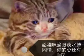 猫流眼泪并非被感动，而是因为以下三点图片