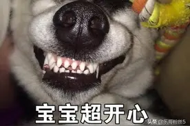 二哈沙雕表情包图片