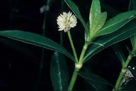 被吃掉拉出来还能继续长，见到这种常见恐怖植物千万别乱拔图片