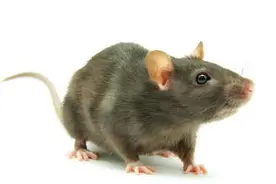 90％的实验对象都是老鼠，猩猩与人类更像，科学家为什么不选它图片