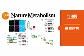 膜桥接蛋白复合体介导线粒体氧化应激由内到外的信号转导图片