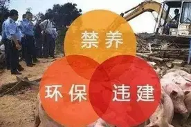 国家鼓励养猪，为何农民却“不敢养”？禁养区到底是怎么一回事？图片