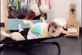 狗狗睡在椅子上面，姿势像个大爷，网友：活的不如狗图片