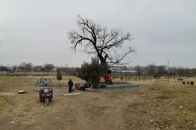 开封1181岁的老槐树，许愿祈福很灵验，市民排队来上香图片