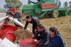 雨后谷子抢收减损 专家提出这些建议图片