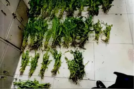 听闻偏方可治拉肚子，上海一八旬老人竟开荒种500余棵罂粟！| 今日法治硬核图片