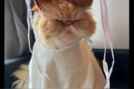 主人给猫咪角色扮演，这模样是倩女幽魂的小倩呢，还是小龙女呢？图片