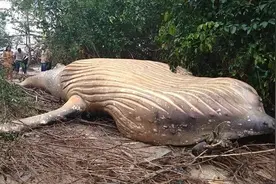亚马逊雨林中惊现一头座头鲸，莫名死在这里，上岸原因至今成谜图片