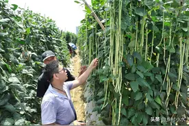 种植豆角有小窍门，学会“打顶摘心”，豆角一茬一茬摘不完图片