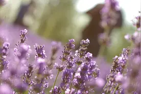 「霍城薰衣草」中国的普罗旺斯图片