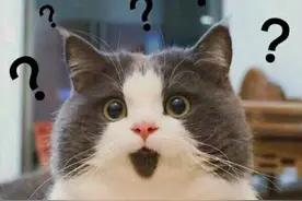 敲可爱的猫咪表情包来啦图片