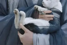 猫咪拍戏，却被网友怀疑带资进组？图片