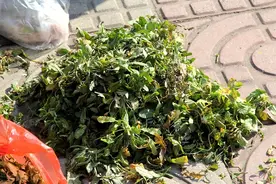 民俗：三月三，吃荠菜煮鸡蛋，究竟为什么要吃？总算搞明白了图片