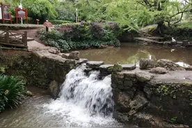 盘州：泉水叮咚响，白鹅满地跑图片
