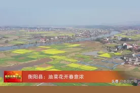 衡阳县：油菜花开春意浓图片