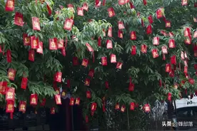 农村俗语“院中栽五树，子孙辈辈富”，是哪五树？农村都有图片