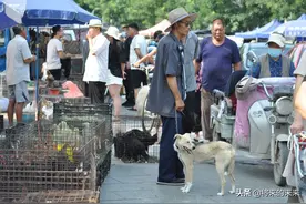 老人市场上卖爱犬，怒怼顾客一句话超“霸气”，路人叫好称赞图片