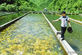 西乡峡口镇狮庄村发展冷水鱼养殖图片