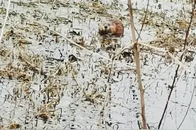 江苏徐州，有人在河边钓鱼时，水里忽然钻出只“巨鼠”，大如小狗图片