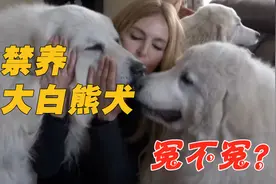 大白熊犬被禁养冤枉不冤枉？它体型超大，但忠诚又温柔视频封面