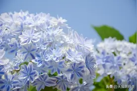 如何在初夏拥有一片蓝海，我的大花绣球调色探索图片