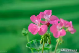 本事再大，也得听老婆话的三个星座，婚后把老婆看作第一位图片