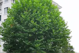 下雨，预示着什么？作者：张涛图片